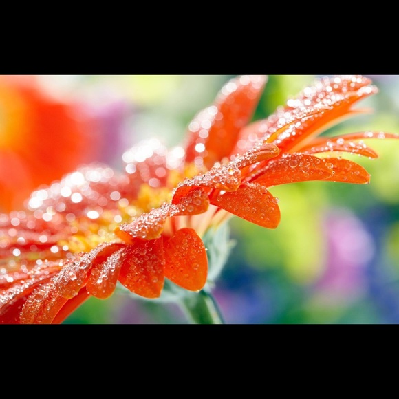 Meet your Posher, Kowinda - Picture 1 of 1